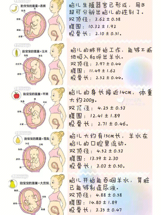 会算数的胎儿最新动态，早期智力发展惊人进展揭秘