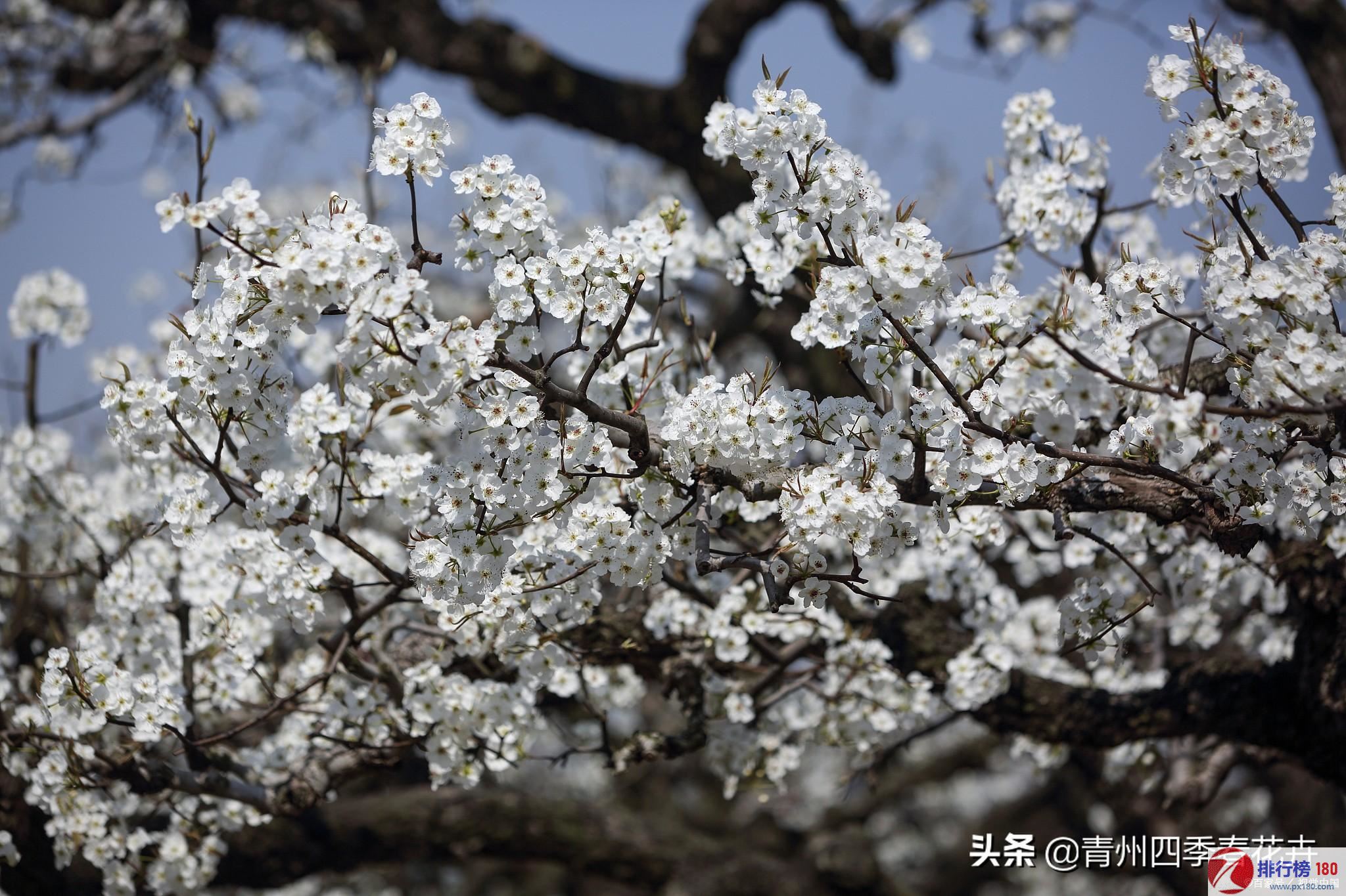 梨花属于什么生肖,可靠解答解释落实_KP44.365