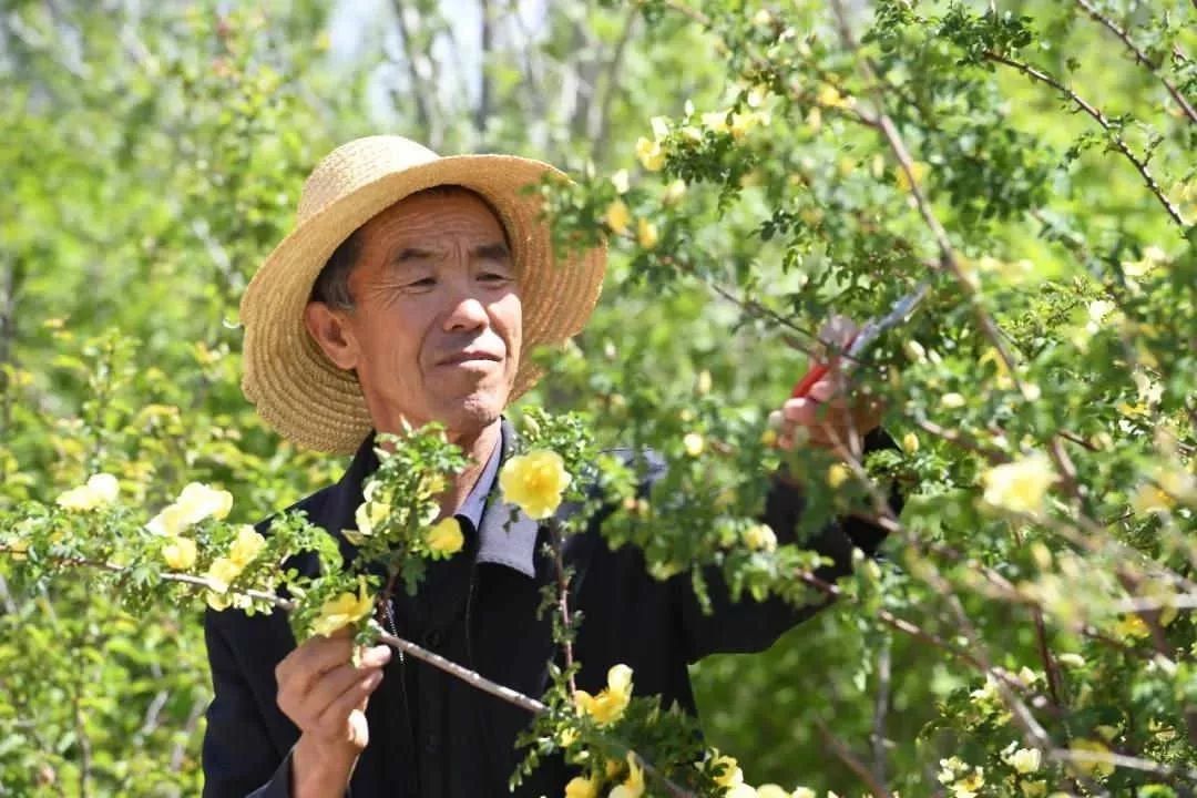 移山林场最新领导引领绿色变革