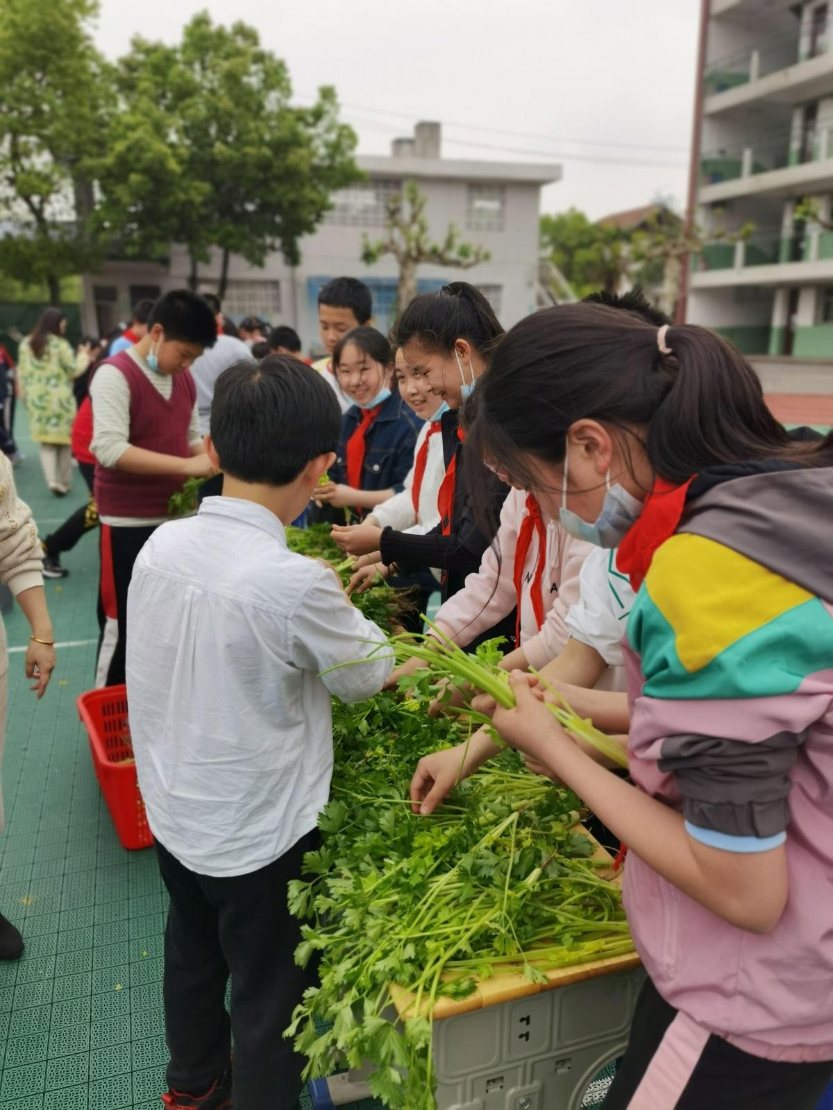 钢城区小学最新发展规划，塑造未来教育的蓝图