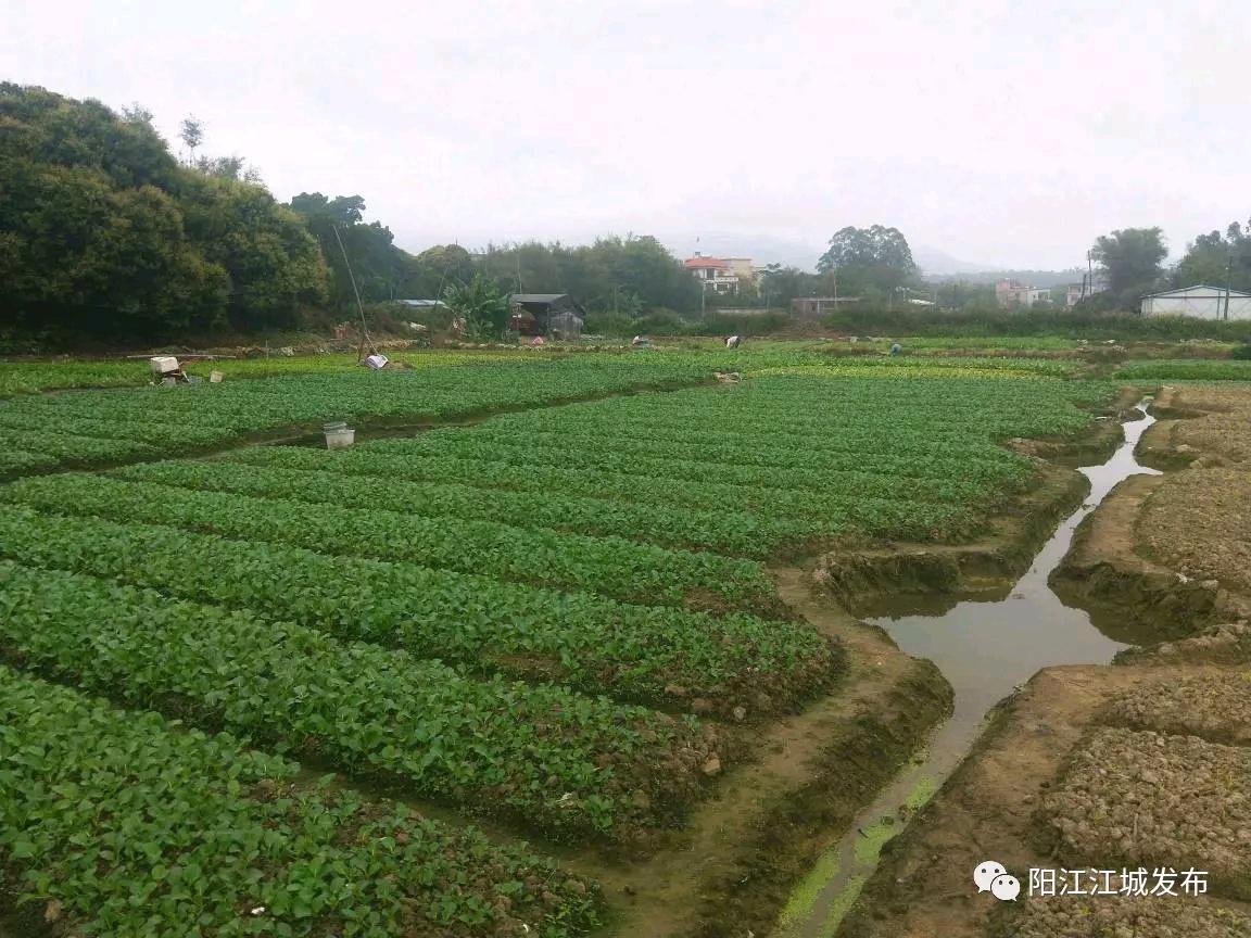 江城街道最新新闻概览报道